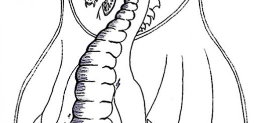 ausmalbilder drachen (5)