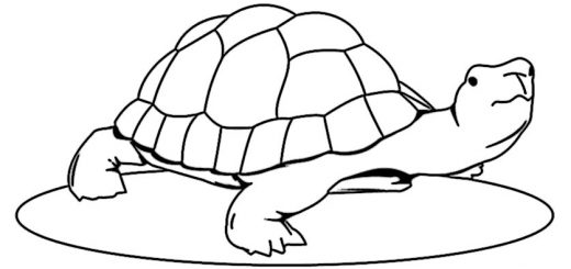 ausmalbilder Schildkröte